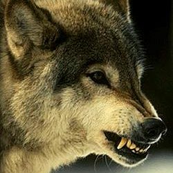Wolfstrack - Moderator FACanada